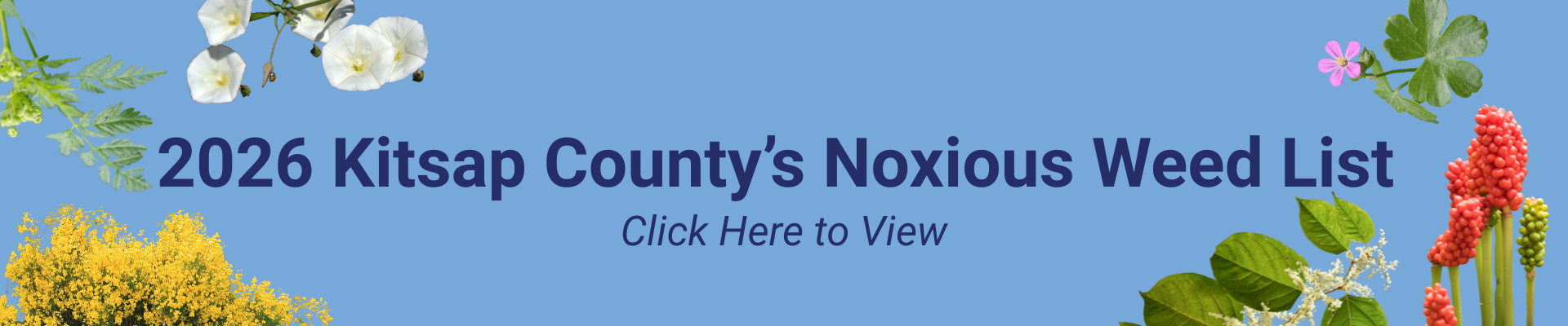 Noxious Weed pictures